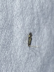 Isocorypha mediostriatella