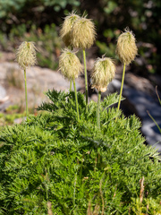 Pulsatilla occidentalis