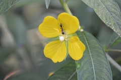 Pseudomyrmex gracilis