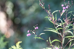 Vernonia noveboracensis