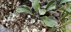 Antennaria plantaginifolia