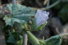 Malva neglecta