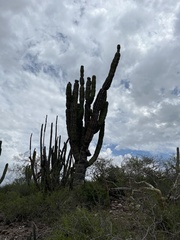 Pachycereus pringlei