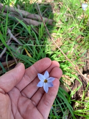 Ipheion uniflorum