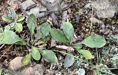 Antennaria plantaginifolia
