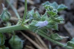 Malva neglecta