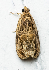 Olethreutes furfuranum