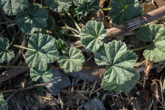 Malva neglecta