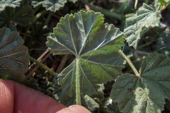 Malva neglecta