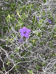 Ruellia californica peninsularis