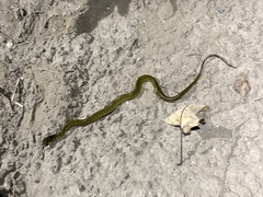 Fowlea flavipunctata