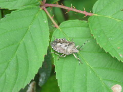 Rhaphigaster nebulosa
