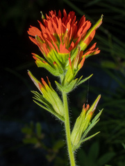 Castilleja suksdorfii