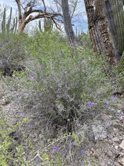 Ruellia californica peninsularis