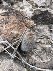 Mammillaria dioica