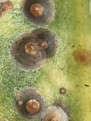 Chrysomphalus pinnulifer