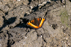 Aglais milberti