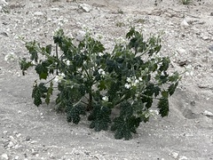 Cnidoscolus maculatus