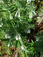 Lithospermum trinervium