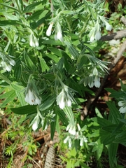 Lithospermum trinervium