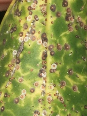 Chrysomphalus pinnulifer