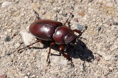 Lucanus capreolus