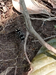 Hoplomutilla
