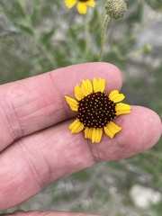 Encelia palmeri