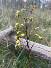 Diuris maculata