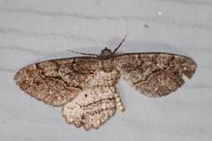 Neoalcis californiaria