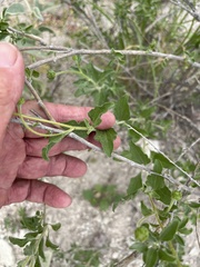 Encelia palmeri