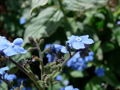 Brunnera orientalis