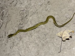 Fowlea flavipunctata