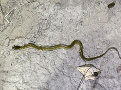 Fowlea flavipunctata