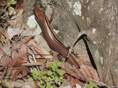 Plestiodon inexpectatus