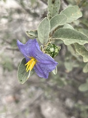 Solanum hindsianum