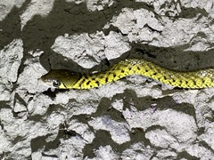 Fowlea flavipunctata