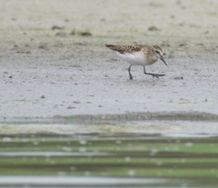 Calidris pusilla