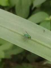 Condylostylus longicornis