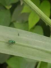 Condylostylus longicornis