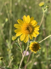 Hymenothrix dissecta