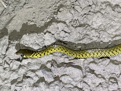 Fowlea flavipunctata