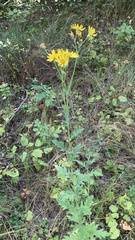 Jacobaea grandidentata