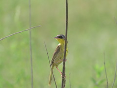 Geothlypis poliocephala