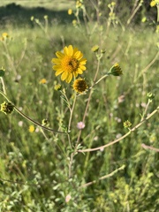 Hymenothrix dissecta