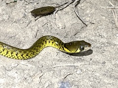 Fowlea flavipunctata