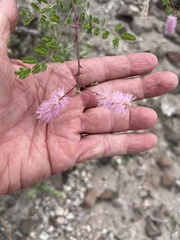 Mimosa distachya