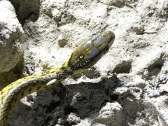 Fowlea flavipunctata