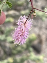 Mimosa distachya