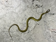 Fowlea flavipunctata